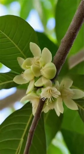 Rare Tropical Fruit Timelapse | Mamey Sapote Growth & Harvest.