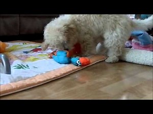 Bichon Poodle Mix At 4 Months Old