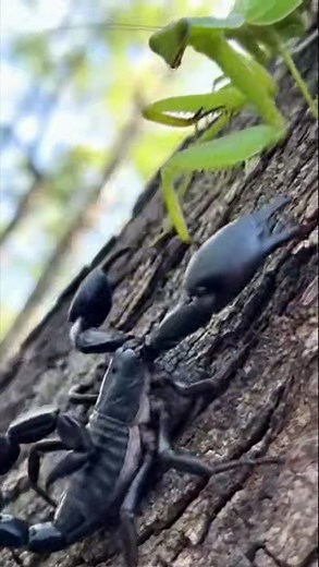 🦂 Mantis vs Scorpion — Battle on the Tree! 🦗🔥 A fierce praying mantis faces off with a powerful black scorpion, both in perfect position for a deadly clash. With its sharp claws and lightning-fast reflexes, the mantis stands ready, while the scorpion raises its deadly tail. Who will dominate the tree trunk? 👀⚔️ #MantisVsScorpion #NatureBattle #PredatorVsPredator #WildlifeShowdown #CreepyCrew #InsectWars #SurvivalOfTheFittest #NatureUnleashed #WildEncounters #US #UK | Insect Insider