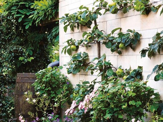 How to espalier fruit trees, woody vines and shrubs