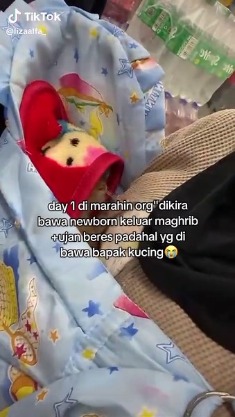 Kucing Lucu: Bapak Kucing Bawa Newborn Bayi