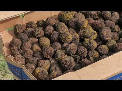 Making Black Walnut Dye part 5, Modern ACU/UCP Camoflage Going in the Dye next!