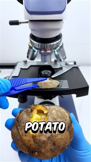 Rotten Potato under the microscope 🔬😱