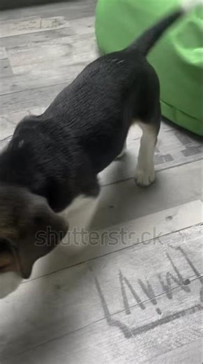 SMS Broadcast Software Free|Telegram:my911sms