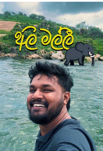 Discover the Wild Elephants of Sri Lanka