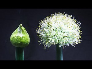 Onion Flowers Blooming Time Lapse