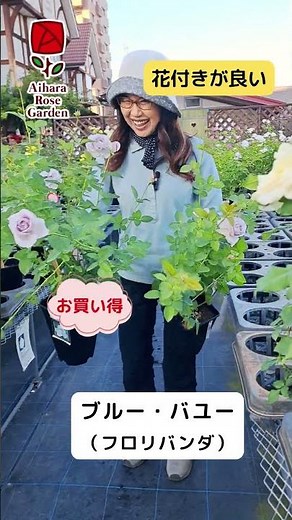 Autumn seedlings delivered #Blue Bayou #Aihara Rose Garden #roses #rose garden #rose cultivation