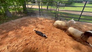 147K views · 5.8K reactions | Picked up my new pup, Will, by Dwayne Hurliman’s Bill. 9 weeks old, first time on stock. | Rogers Ranch Gelbvieh and Stockdogs | Facebook