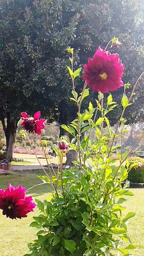 74K views · 6.9K reactions | Amazing flowers  | Peaceful Journey | Facebook