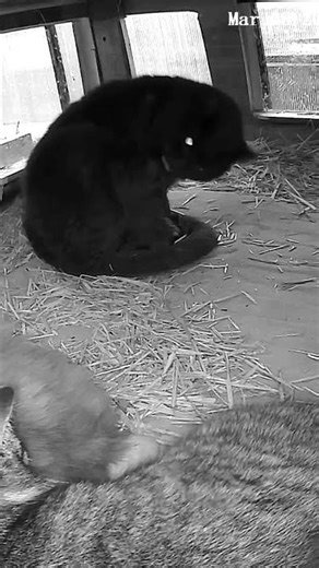 Batman Takes a Break to Scratch and Groom 🐱