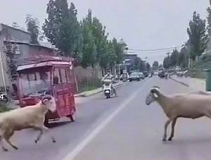 Playful Goats Climbing On Pickup Truck