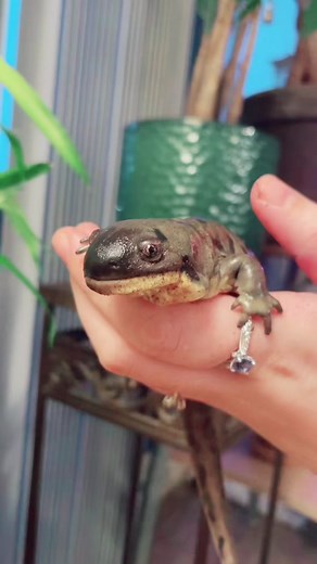 Exploring the Fascinating World of Pet Salamanders