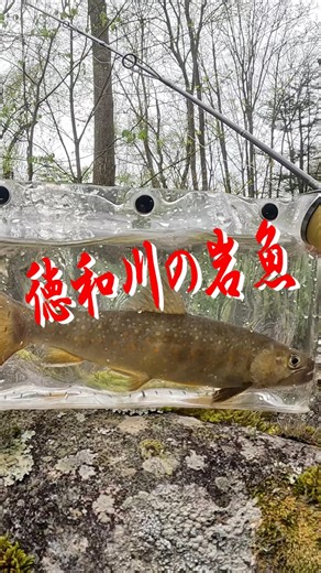 #shorts #渓流ルアー #徳和川 釣り 笛吹川支流 徳和渓谷