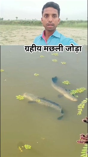 Planetary fish appearing above/Seeing a pair of planetary fish is considered auspicious/#planetar...