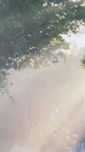 Issue 38 of Ironwood is here. Inside, you’ll find new stories on native plants and birds, conservation in action, and the people shaping the Garden’s next century. From fieldwork insights to practical tips for supporting biodiversity at home, this issue highlights the work happening across California’s landscapes. Pick up your copy at the Garden or read it online. Let this season’s issue inspire your next step in supporting native plants. Read here: https://sbbotanicgarden.org/insight/introducin