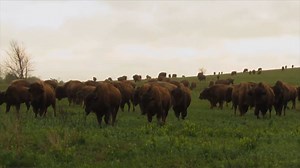 A visit to the Tallgrass Prairie Preserve near Pawhuska, Oklahoma is so worth the drive. Grab your friends or fam and experience Oklahoma in it's native state! | Discover Oklahoma