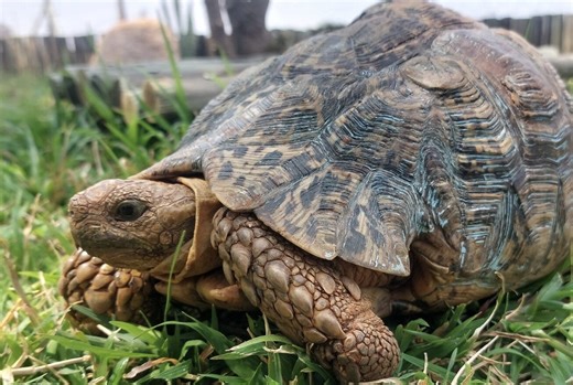 Blue the Leopard Tortoise is Almost Ready for the Wild Again