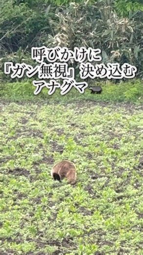 呼びかけるも『ガン無視』決め込むアナグマ🦡