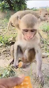 152K views · 1K reactions | Monkey baby feeding time #animal #monkey #fbreels #233 | monkeyfameily9.5 | Facebook
