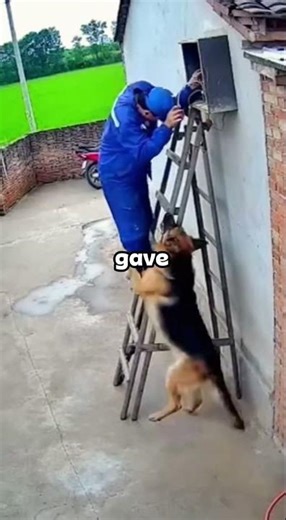 A True Hero Without A Cape! 🐕🙏 #shorts