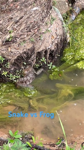 Diamond backed water snake eating a bullfrog! #herping #snake #wildlife #amphibians #reptiles