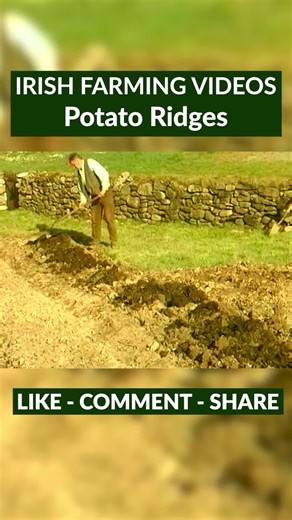 The Benefits of Traditional Potato Ridges in Ireland
