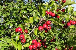 Cinq baies comestibles à glaner dans une haie sauvage