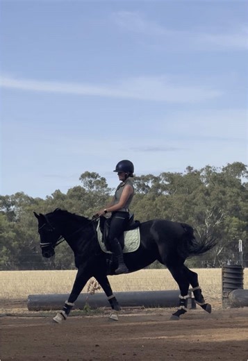 M.B.Dressage on TikTok