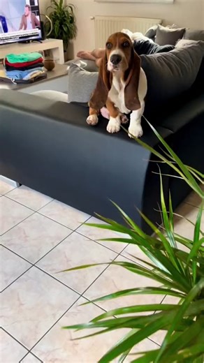 So cute basset hound video!😍 . #dogs #facebookvideo #viral_video #viralata #bassethound #bassethoundmoments | Basset Hound Haven