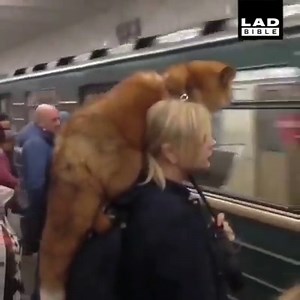 456K views · 3.9K reactions | The only way to wear fur ❤️ | Foxes Lovers Around The World | Facebook