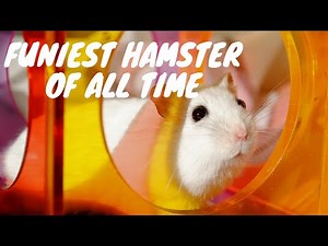 Funny Hamster Fails 2019 | Hamster Wheel Fail On Exercise Wheel