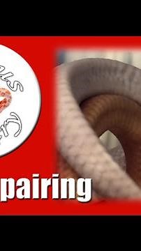 Kornnatter Paarung / Corn Snake mating