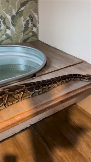 Wildlife Educator | Animal YouTuber on Instagram: "My Python Light Has EXPLODED 🤯🐍"