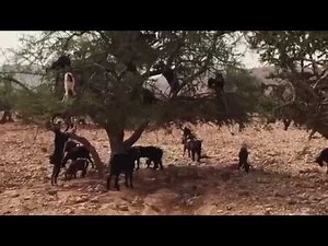 STRANGE BUT TRUE! Goats Climbing & Falling From Trees! | Morocco | Unbelievable Travel Vlog