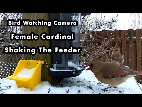 A Female Cardinal Shaking The Bird Feeder - Bird Watching Camera