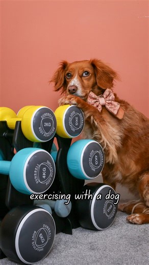 When your dog takes personal training to a whole new level I think some of her coaching methods are a little unorthodox but she definitely had a good laugh at someone’s expense 🤭 Would you like Ivy as your PT? 😬 . #personaltrainer #nopainnogain #funnyreelsvideo #dogcomedy #couplehumor | That Cockapoo Ivy