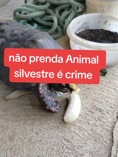 Os vídeos de l Robson Ladislau corretor (@robsonladislau767) com som original - l Robson Ladislau corretor