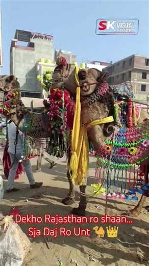 Desert Ki Shaan – Saja Hua Unt 🐪👑 #rajasthan #viralshorts #jaisalmer
