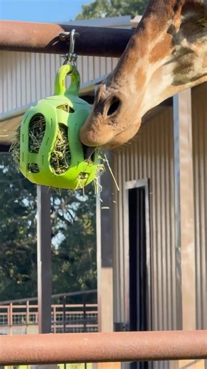 24 reactions | Munch munch! Did you know that a giraffe’s tongue can...