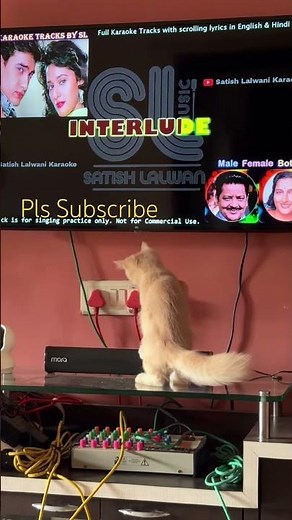 Kiwi Tries to Catch the Letters on TV 😂🐱 | Funny Kitten Moments