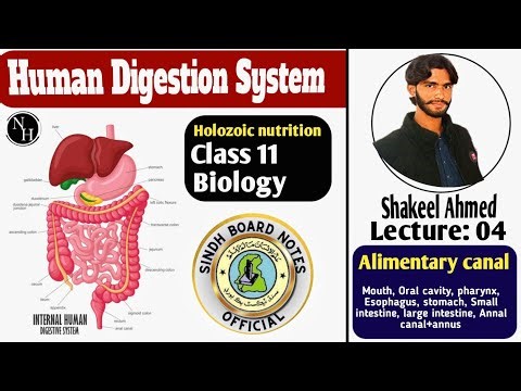 Chapter 11 Holozoic Nutrition / Human digestion System/ Class 11 / STB Shakeel Ahmed