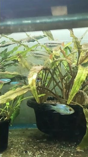 Plantedtank 😍😍 #plantedtank #setup #and #fishes #freshwaterfish #aquariumfish #plants ❤️❣️♥️🤩😻