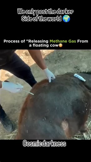 planet | Nature 🌍 on Instagram: "The flame you’re seeing? It’s coming from gas released out of a bloated cow’s stomach. Sounds wild, but here’s how it works cows naturally produce methane during digestion through a process called enteric fermentation. Inside their first stomach chamber the rumen microbes break down tough plant material and release methane as a byproduct. Most of the time, cows burp this gas out. But when too much builds up, the cow can become dangerously bloated, with gas putti