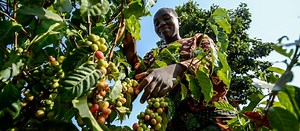 Farmer Connect is Using Blockchain to Ensure that Fair is Fair