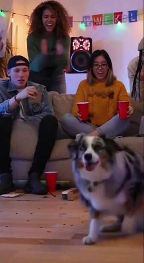 Unbelievable Aussie Dance Moves: Cross-Step, Paw Wave, & Tornado Spin! | Incredible Dog Performance