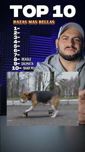 Top 10 Most Beautiful Dog Breeds / Part 1
