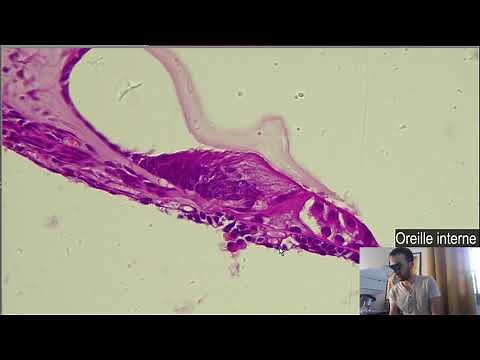 Histologie - L'oreille interne, Cochlée et Organe de Corti