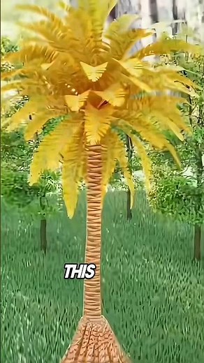The Walking Palm Tree 🌴