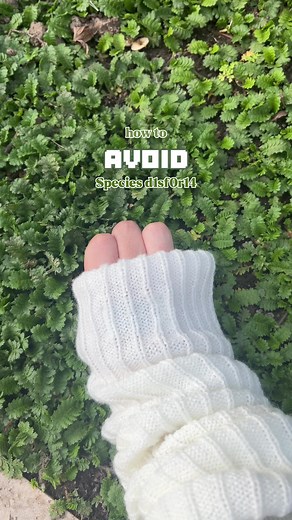 Therian Tips for Exploring the Big Forest