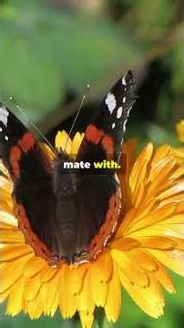 Red Admiral Butterfly: Amazing Facts, Mating, and Life Cycle Explained